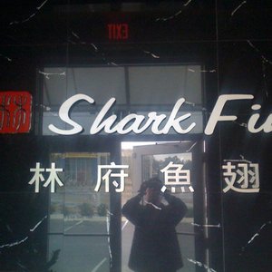 Shark Fin